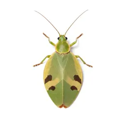Leaf insect