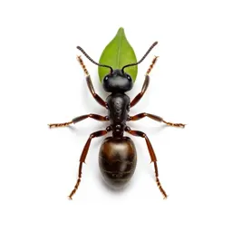 Leafcutter ant carrying a leaf