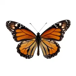 Monarch butterfly with open wings