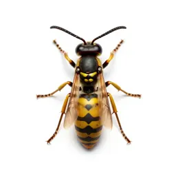 Paper wasp