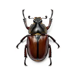 Rhinoceros beetle