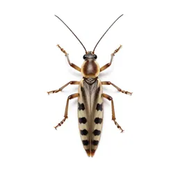Stick insect