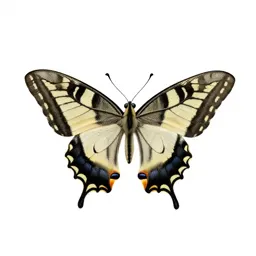 Swallowtail butterfly