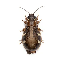Weta on bark