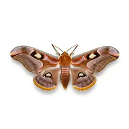 Atlas moth