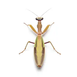 Orchid mantis