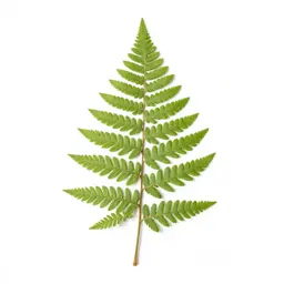 Fern fossil in shale