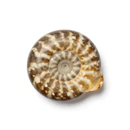 Fossilised ammonite