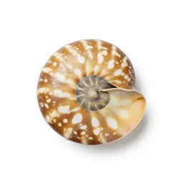 Nautilus shell