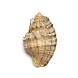 Paua shell