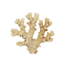 Piece of coral