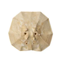 Sand dollar