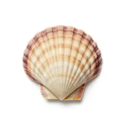 Scallop shell