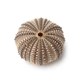 Sea urchin shell