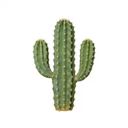 Barrel cactus
