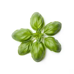 Basil plant