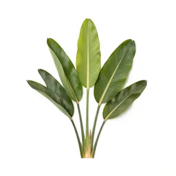 Bird of paradise plant