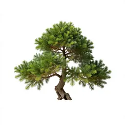 Bonsai juniper