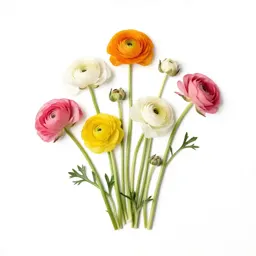 Bunch of ranunculus