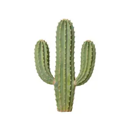 Cactus cluster in terracotta