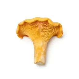 Chanterelle mushroom
