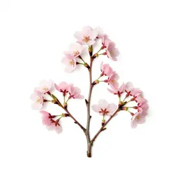 Cherry blossom branch