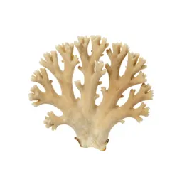 Coral fungus