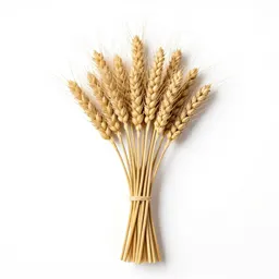 Dried wheat bundle