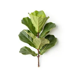 Fiddle leaf fig