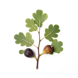 Fig branch with fruit
