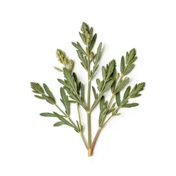 Flax bush