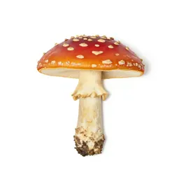 Fly agaric mushroom