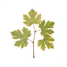 Grape vine cutting