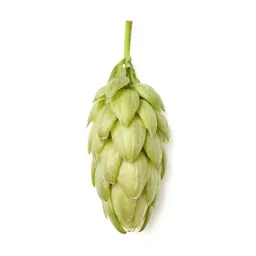 Hop flower cone