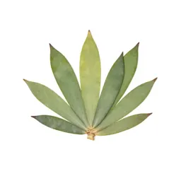 Jade plant