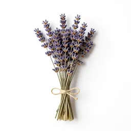 Lavender bunch tied with twine