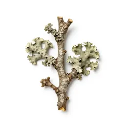 Lichen-covered twig