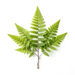 Maidenhair fern