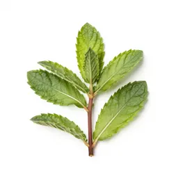 Mint cutting in water