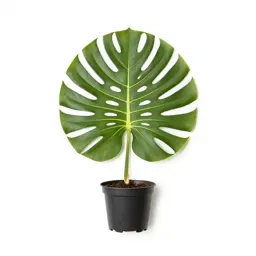 Monstera deliciosa in a pot