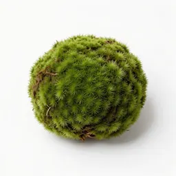 Moss ball