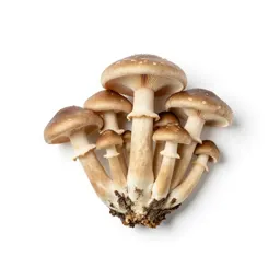 Mushroom cluster on bark
