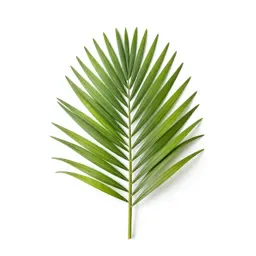 Nikau palm frond