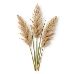 Pampas grass plume