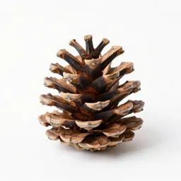 Pine cone