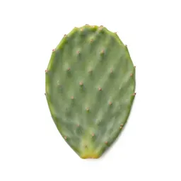 Prickly pear pad