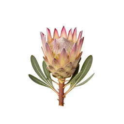 Protea flower