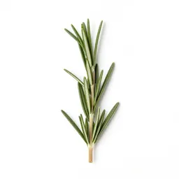 Rosemary sprig