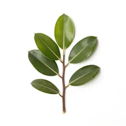 Rubber plant
