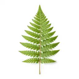 Silver fern frond